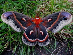 cecropia moth