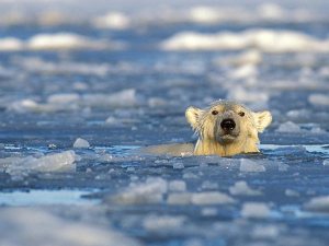 Photograph by Steven Kazlowski, Alaska Stock Images/National Geographic