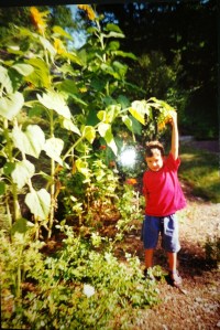 Jasper and sunflower.