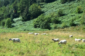 Sheep in the Scottish Borderlands, August 2014. Photo by SEA